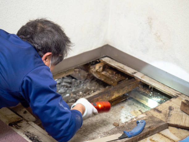 Best Post-Flood Mold Remediation in Heritage Lake, IL