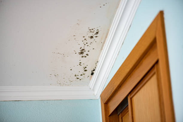 Best Bathroom Mold Remediation in Heritage Lake, IL