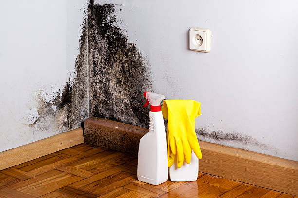 Best HVAC Mold Remediation in Heritage Lake, IL